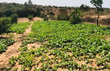 DAROU KHOUDOSS : Verger Fruitier de 6021 m² à vendre