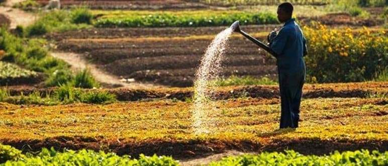 Homme pratiquant l'agriculture au Sénégal