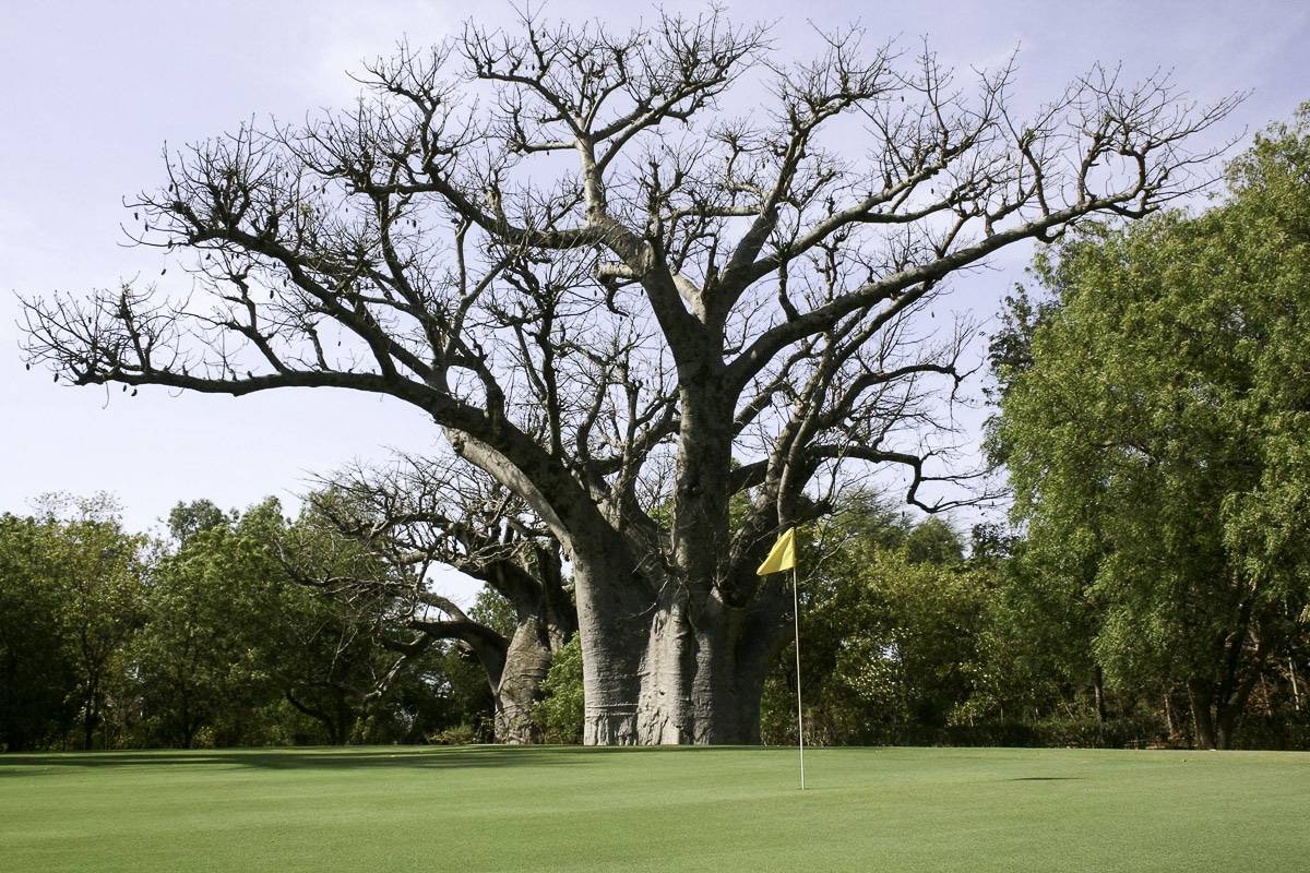 Grand baobab dans le Golf de Saly au Sénégal